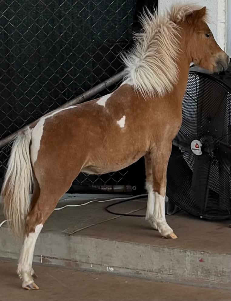 A miniature pony standing at Nana’s, photographed on the business’s Facebook page